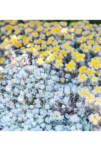 Очиток `Капе Бланко` у квітнику з камінням